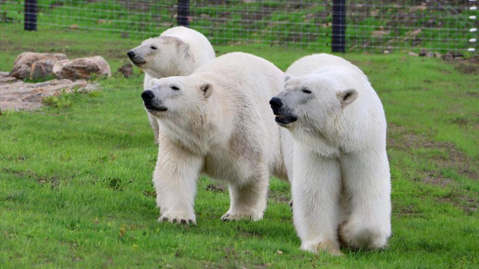 Chic 2 Bed Peak District Cottage Barn Near Alton Towers, Polar Bears, Chatsworth House Leek Extérieur photo