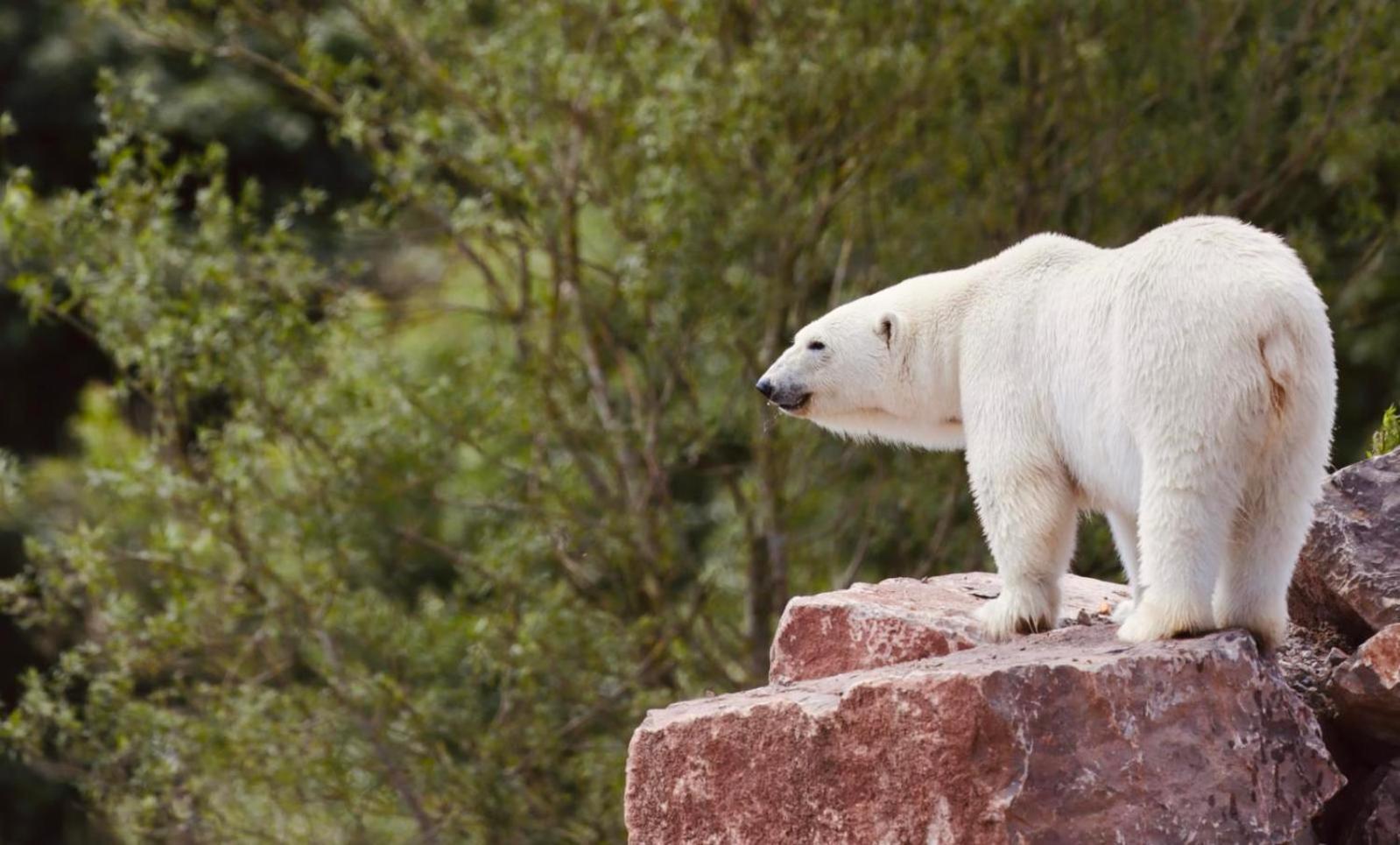 Chic 2 Bed Peak District Cottage Barn Near Alton Towers, Polar Bears, Chatsworth House Leek Extérieur photo